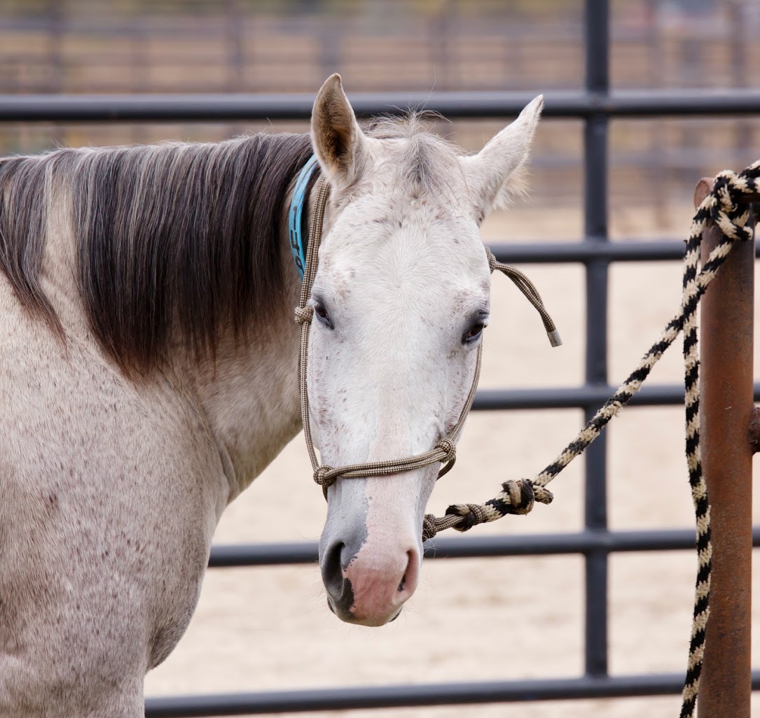 USU School of Veterinary Medicine Hosts Equine Dentistry Workshop
