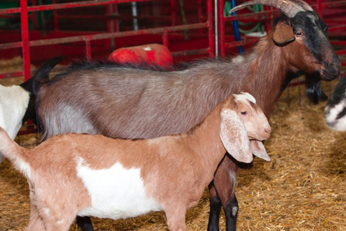 Generation of H7N9-specific human polyclonal antibodies from a transchromosomic goat