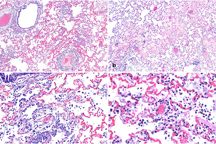 Research on SARS-CoV-2 Outbreak Among Farmed Mink in Utah Earns Award for USU Doctoral Student