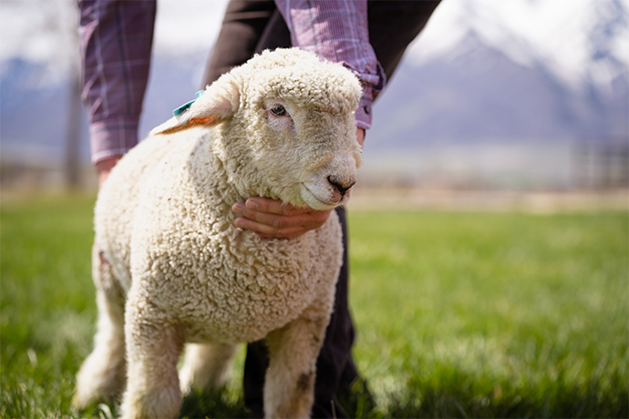 Gene expression and lymphocyte population at the fetal-maternal interface in sheep pregnancies established by somatic cell nuclear transfer