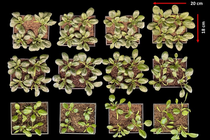 Far-red Photon Equivalency at High and Low Photon Flux in Spinach