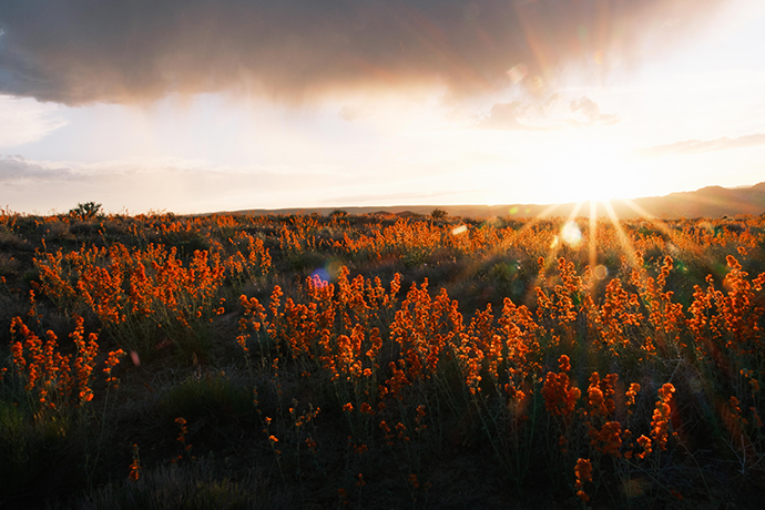 superbloom