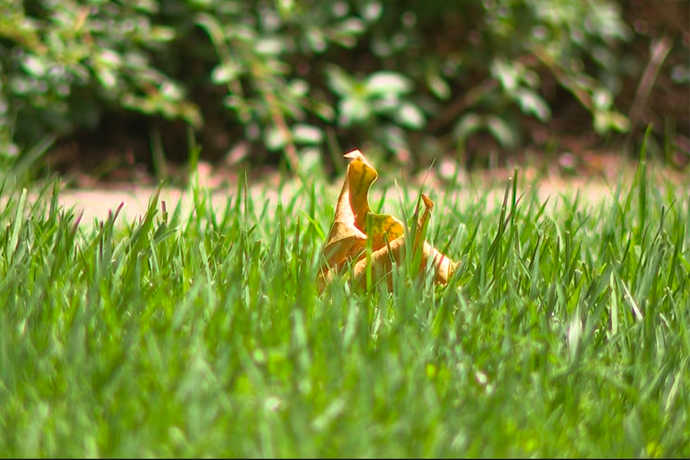 A special turf that uses less water in Utah’s drought is growing in popularity