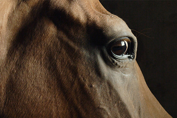 Veterinary Medicine (DVM)