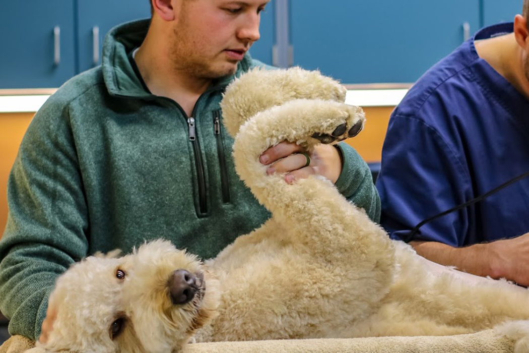 Veterinary Assisting (TC)