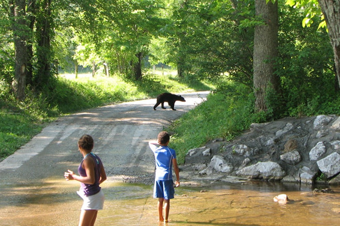 Tips for reducing human-wildlife interactions as black bear encounters rise during drought