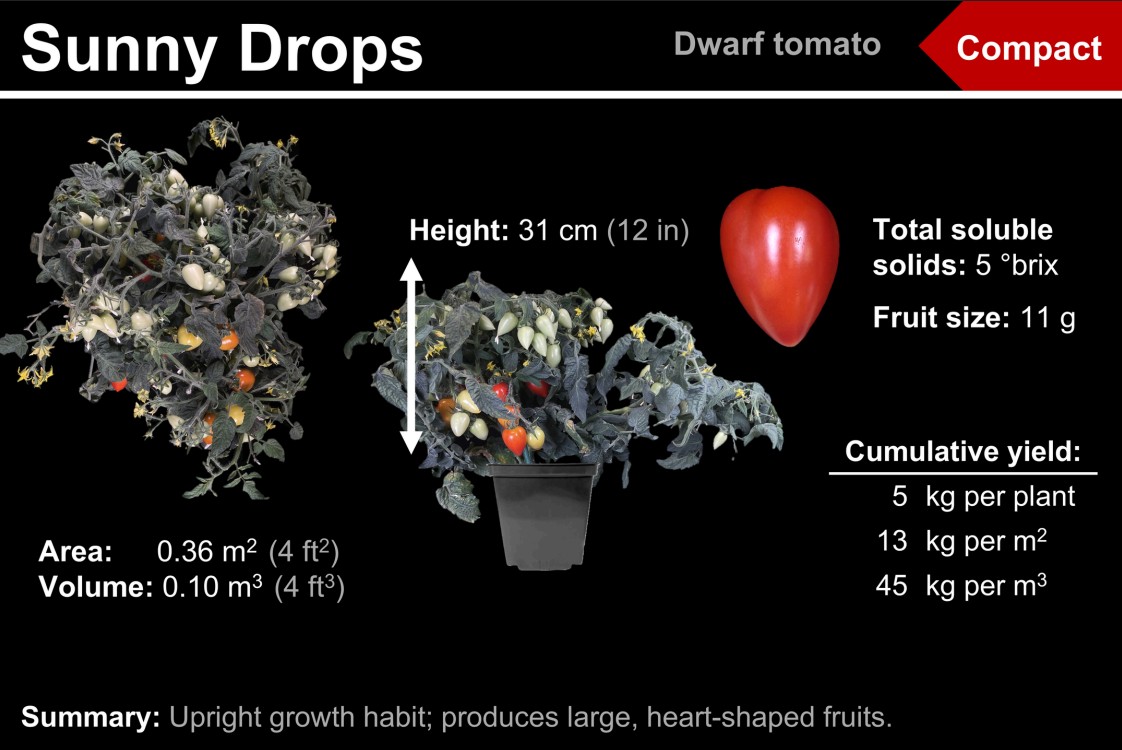 Dwarf Tomato Cultivar Selection Guide