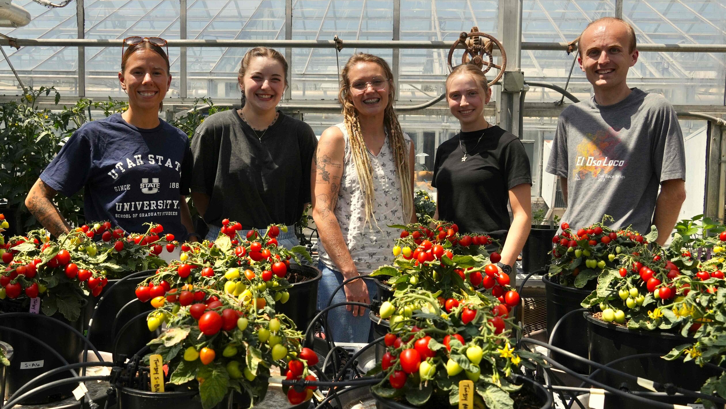 Five people standing behind small tomato plants inside of a greenhouse.