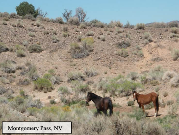 Developing Decision Support Tools for Management of Free-Roaming Equids on Public Lands in the Mountain West: An Ecological Assessment
