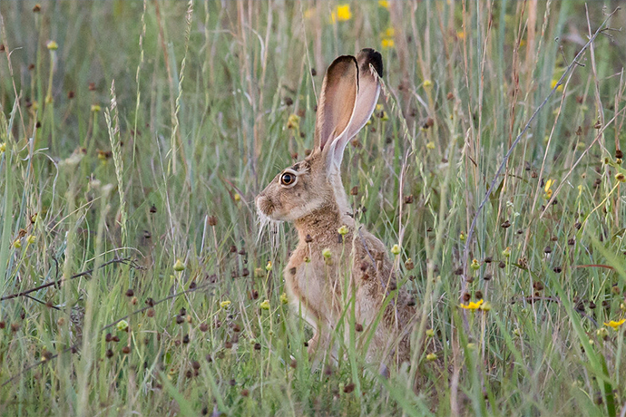 Balancing Agriculture and Nature in Utah’s Henry Mountains