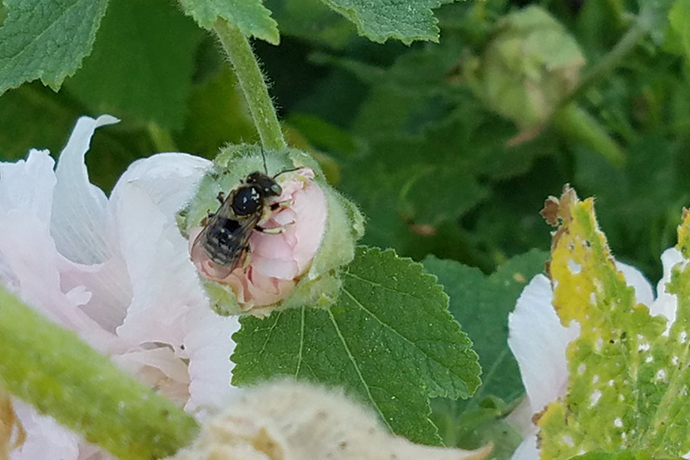 Plants and Pollinators Shape Unique Southern Utah Ecosystems