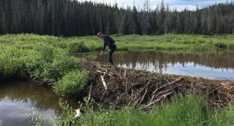 Using Beaver to Benefit Stream Management and Restoration of Public Lands