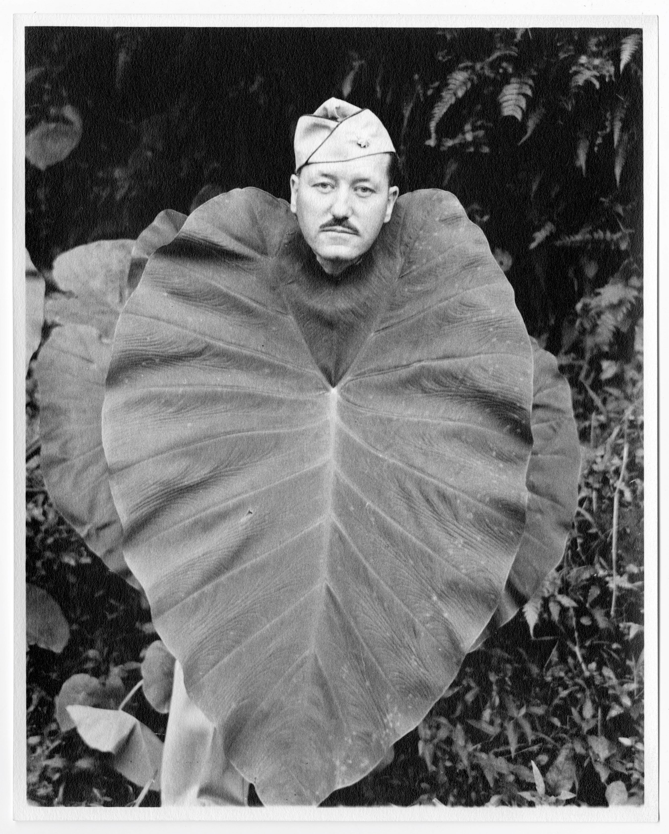 Cooley with leaf Cooley with leaf