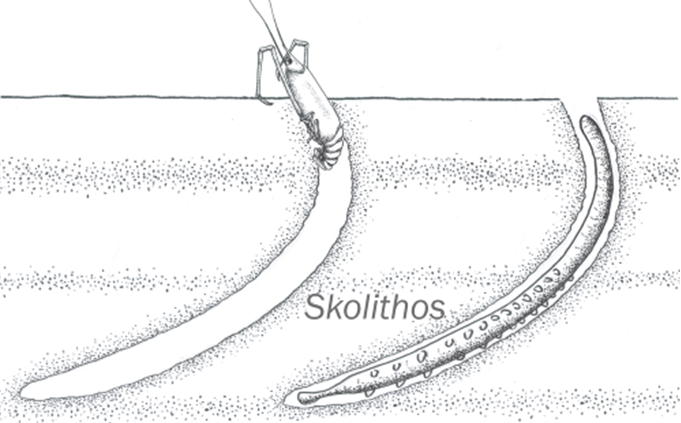 skolithos