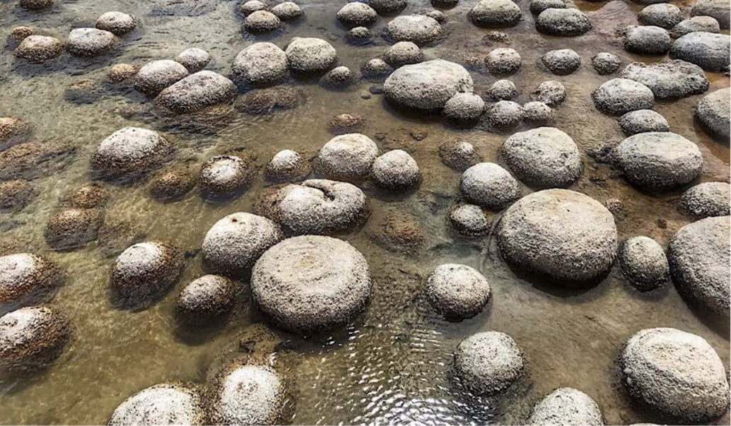 thrombolites