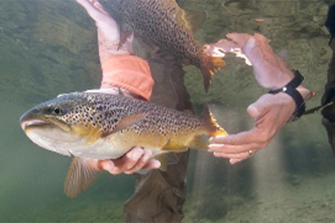 Fisheries Science (Minor)