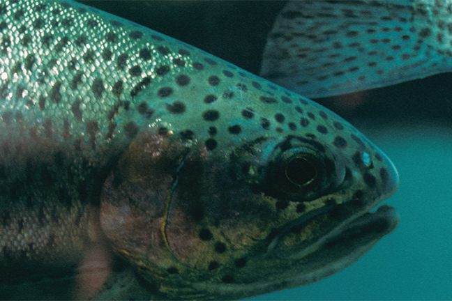 Fisheries and Aquatic Sciences (BS)