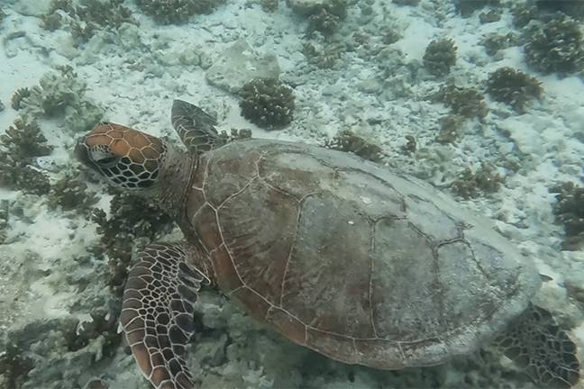 Marine Science (Minor)