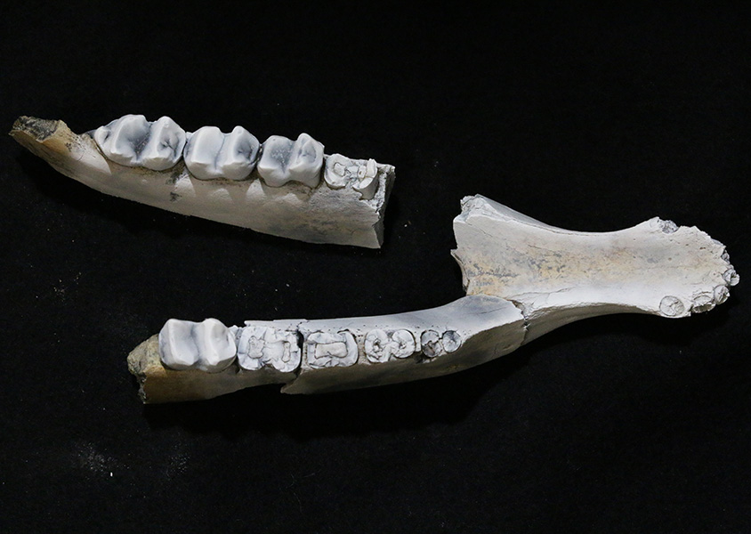 jawbone