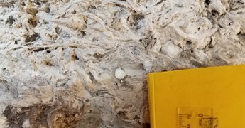 Oystershells