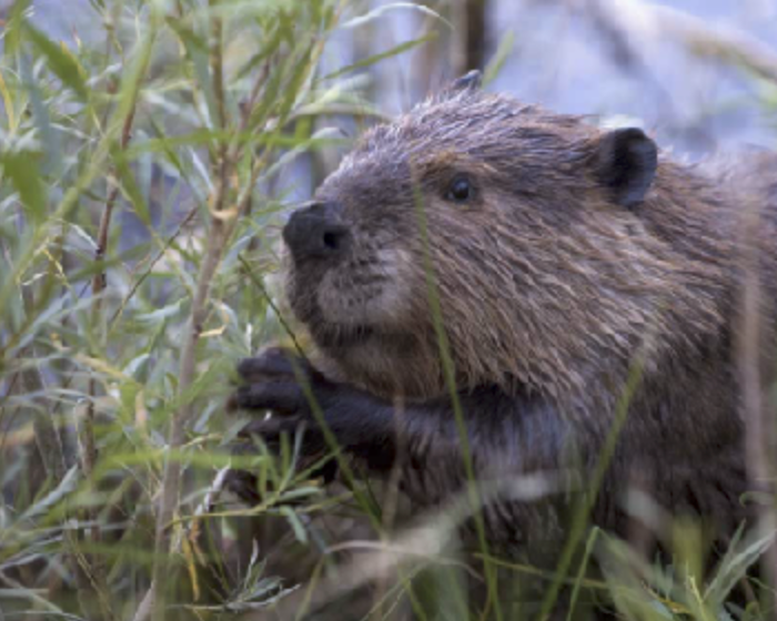 Beaver laying in grass