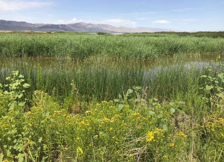 Field with dandelions and tall grass
