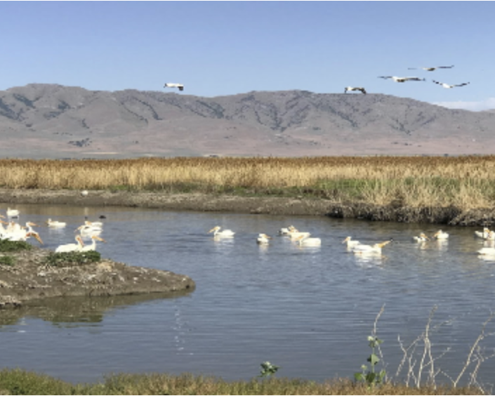 Birds in a river