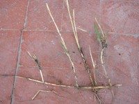 example grass